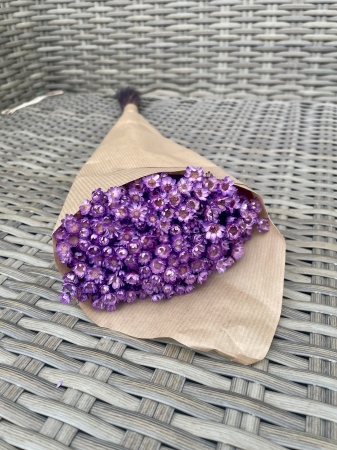 Glixia - Glixia extra- purple