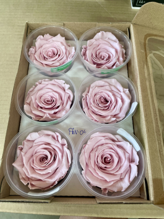 TRANDAFIRI CRIOGENATI-ROSEAMOR - PIN-04,marime LL+