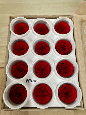MINI TRANDAFIRI DE GRADINA - MINI AL RED-02