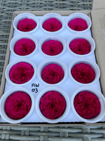 TRANDAFIRI CRIOGENATI-ROSEAMOR - MINI AL PIN-03