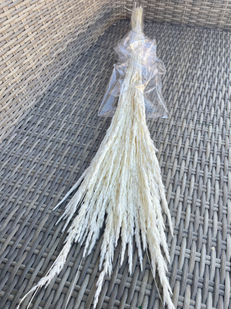 Pampas - Pampas Piumette alb