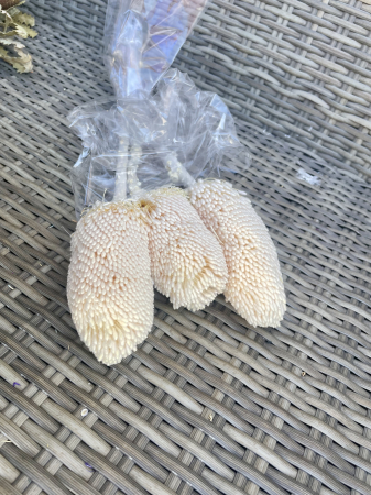 Flori si plante uscate - Banksia hookerana vopsita alba