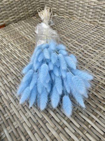 Lagurus - Lagurus baby blue