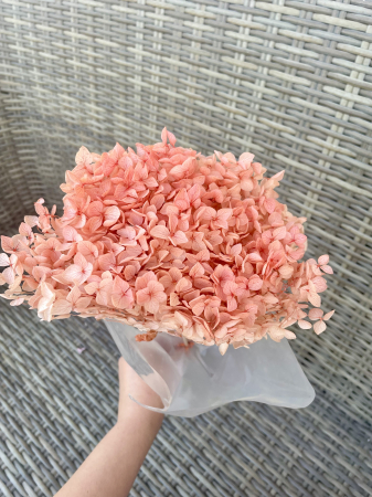 HORTENSIE CRIOGENATA&STABILIZATA - Hortensie peach