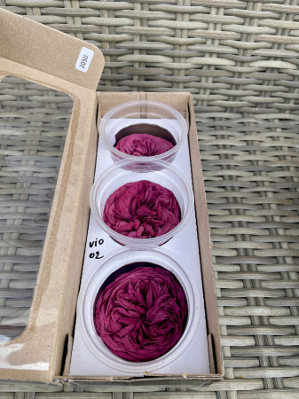 TRANDAFIRI DE GRADINA - TRANDAFIR KAB VIO-02