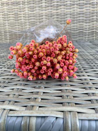 Happy flower - Happy flower roz