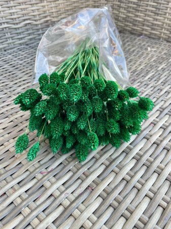 Phalaris - Phalaris Verde padure