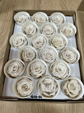 Dimensiune XS - WHI-04, marime XS