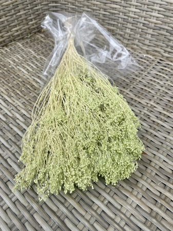 Broom Bloom - Broom bloom Minty