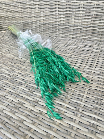 Avena - Avena  verde