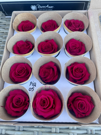 TRANDAFIRI CRIOGENATI-ROSEAMOR - PIN-05, Marime M
