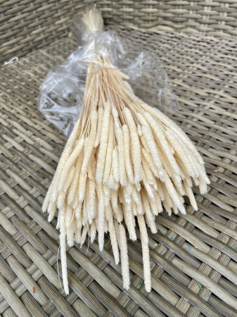 Paleone - Phleum alb