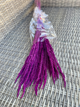 Pampas - Pampas Piumette erika