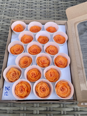 Dimensiune XS - BIC-12, Marime XS