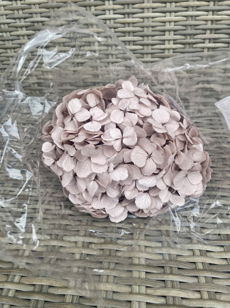 HORTENSIE CRIOGENATA&STABILIZATA - Hortensie hazelnut/cappucino