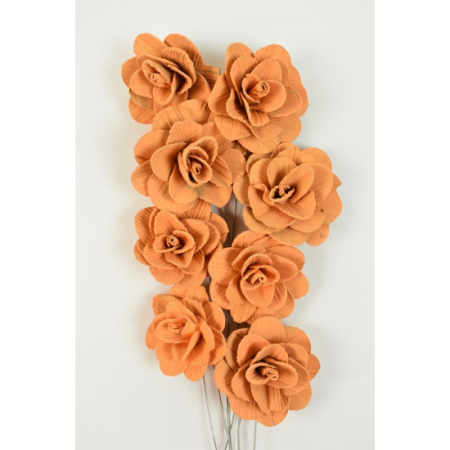 Akacia - Akacia portocalie 6 cm