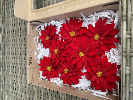 DALII CRIOGENATE - DALIA RED-02