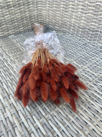 Lagurus - Lagurus maronne
