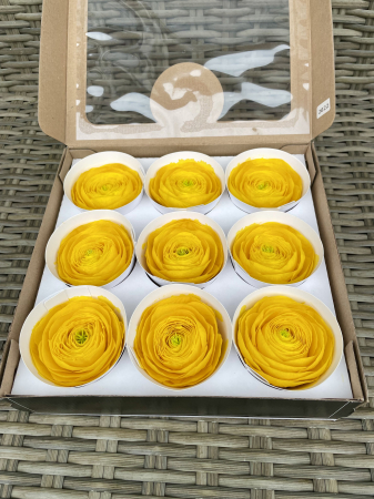 RANUNCULUS - RANUNCULUS YEL-02