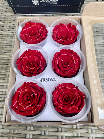 TRANDAFIRI CRIOGENATI-ROSEAMOR - FESTIVA ROSU, Marime LL+