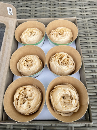 TRANDAFIRI CRIOGENATI-ROSEAMOR - Bujori NK CHA-01