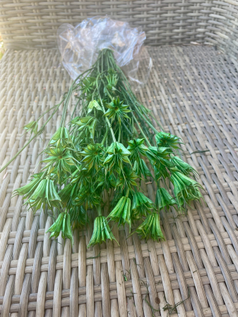 Nigella - Nigella verde