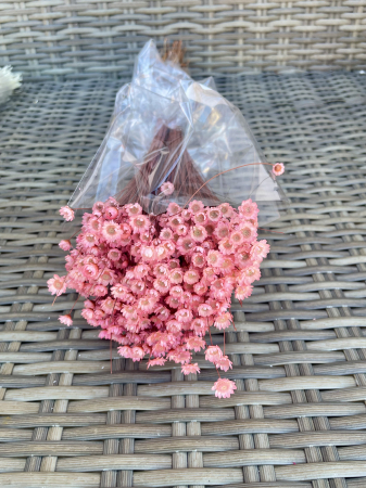 Glixia - Glixia baby pink