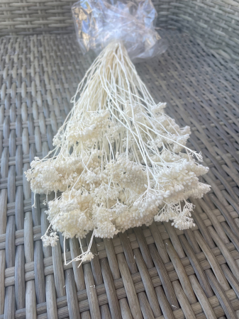 Achileea - Achileea ALBA