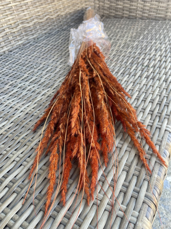 Pampas - Pampas Piumette maro