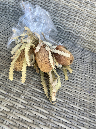 Flori si plante uscate - Banksia hookerana natur