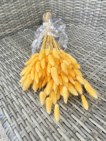 Lagurus - Lagurus albiocca