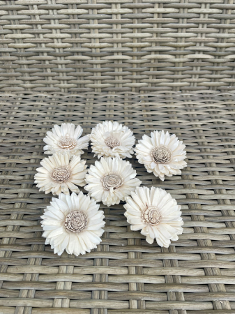 Shola - Margareta Shola 6cm, 7 capete