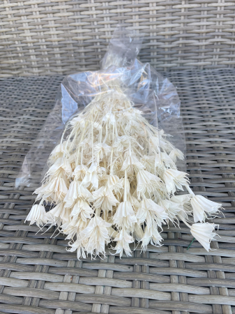 Nigella - Nigella alba