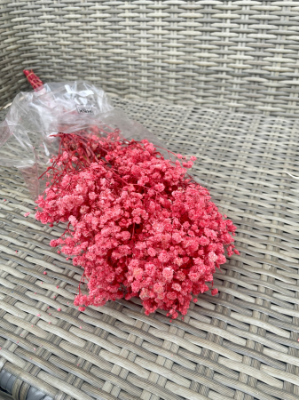 FLORI SI PLANTE USCATE - Gypsophila rosie