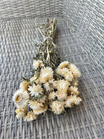 Helichrysum - Helichrysum natural