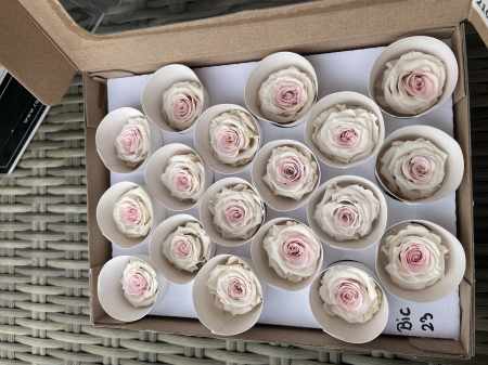 Dimensiune XS - BIC-23, marime XS