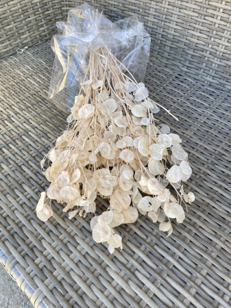 Flori si plante uscate - Lunaria uscata crem