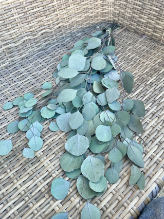 Verdeata Criogenata&Stabilizata - Eucalipt verde populus Verdisimo