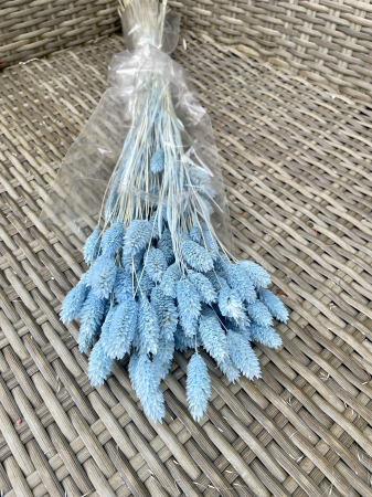 Phalaris - Phalaris baby blue