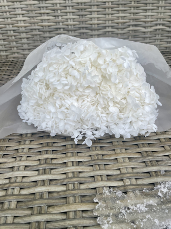 HORTENSIE CRIOGENATA&STABILIZATA - Hortensie floare marunta Alba