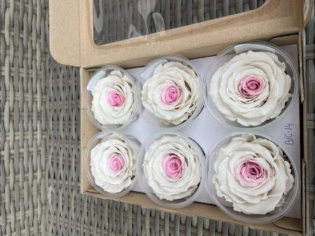 TRANDAFIRI CRIOGENATI-ROSEAMOR - BIC-14,marime LL+