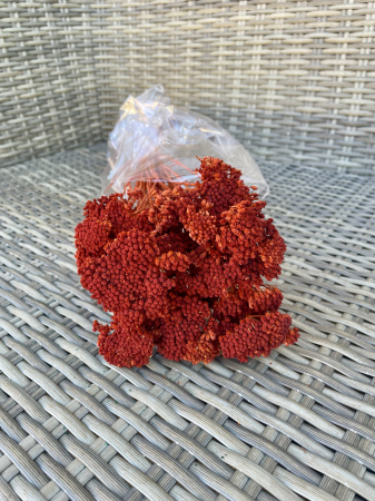 Achileea - Achilleea teracota