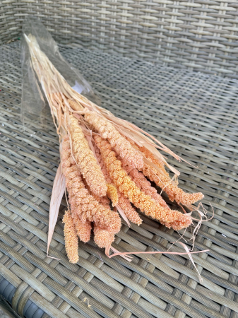 Csumiz - Csumiz vopsit Peach