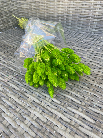 Phalaris - Phalaris verde chiaro