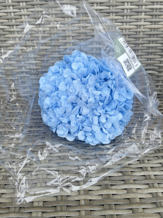 HORTENSIE CRIOGENATA&STABILIZATA - Hortensie Light Blue