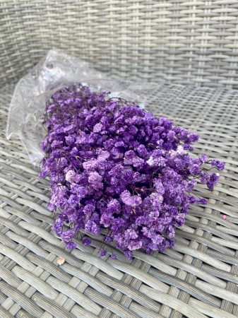 Gypsophila - Gypsophila mov inchis