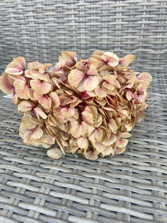 HORTENSIE CRIOGENATA&STABILIZATA - Hortensie pin-01