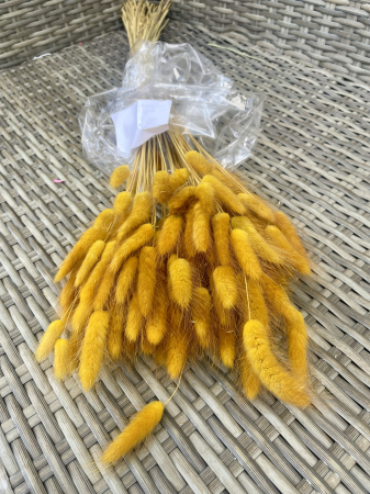 Lagurus - Lagurus ocra