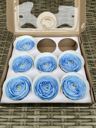 RANUNCULUS - RANUNCULUS VIO-89