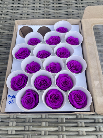 TRANDAFIRI CRIOGENATI-ROSEAMOR - PUR-02, Marime XS